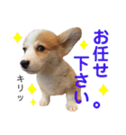 あにまるず。ぱーと8。（個別スタンプ：9）