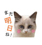 あにまるず。ぱーと8。（個別スタンプ：13）
