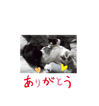 春三姉妹10（個別スタンプ：33）