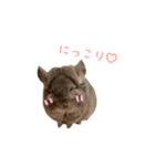 アンゴラチンチラちびまるくん♡2（個別スタンプ：1）