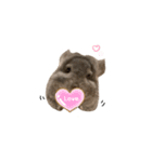アンゴラチンチラちびまるくん♡2（個別スタンプ：5）