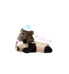 アンゴラチンチラちびまるくん♡2（個別スタンプ：8）