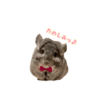 アンゴラチンチラちびまるくん♡2（個別スタンプ：13）