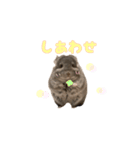 アンゴラチンチラちびまるくん♡2（個別スタンプ：19）