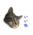 てぃぐるの気持ち#2（個別スタンプ：2）
