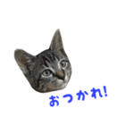 てぃぐるの気持ち#2（個別スタンプ：3）