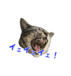 てぃぐるの気持ち#2（個別スタンプ：4）