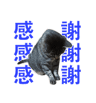 てぃぐるの気持ち#2（個別スタンプ：6）