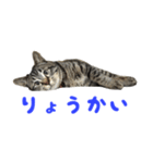 てぃぐるの気持ち#2（個別スタンプ：7）