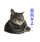 てぃぐるの気持ち#2（個別スタンプ：8）