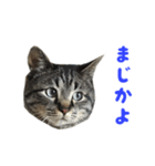 てぃぐるの気持ち#2（個別スタンプ：14）
