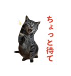 てぃぐるの気持ち#2（個別スタンプ：15）