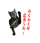 てぃぐるの気持ち#2（個別スタンプ：16）