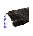 てぃぐるの気持ち#2（個別スタンプ：18）