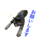 てぃぐるの気持ち#2（個別スタンプ：19）