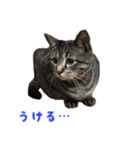 てぃぐるの気持ち#2（個別スタンプ：20）