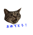 てぃぐるの気持ち#2（個別スタンプ：22）