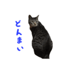 てぃぐるの気持ち#2（個別スタンプ：24）