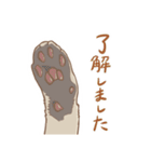 キジトラのいる日常。（個別スタンプ：16）