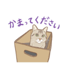 キジトラのいる日常。（個別スタンプ：19）