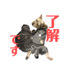 犬猫三昧②（個別スタンプ：2）