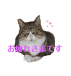 犬猫三昧②（個別スタンプ：3）
