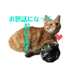 犬猫三昧②（個別スタンプ：4）