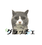 犬猫三昧②（個別スタンプ：8）