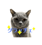 犬猫三昧②（個別スタンプ：9）