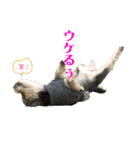 犬猫三昧②（個別スタンプ：10）