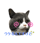 犬猫三昧②（個別スタンプ：11）
