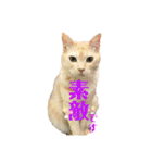 犬猫三昧②（個別スタンプ：12）