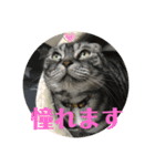 犬猫三昧②（個別スタンプ：13）