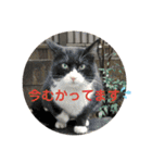 犬猫三昧②（個別スタンプ：14）