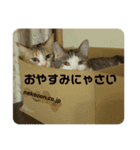 犬猫三昧②（個別スタンプ：15）