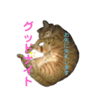 犬猫三昧②（個別スタンプ：16）