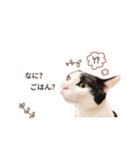 にゃんすたんぷ。（個別スタンプ：1）