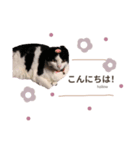 にゃんすたんぷ。（個別スタンプ：3）