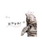 にゃんすたんぷ。（個別スタンプ：4）