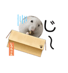 ねぼすけしろちゃん（個別スタンプ：3）