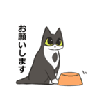 はちわれねこの日常会話（個別スタンプ：8）