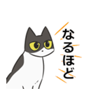 はちわれねこの日常会話（個別スタンプ：39）