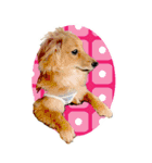 ポチ byY（個別スタンプ：1）