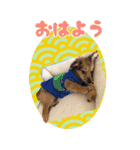 ポチ byY（個別スタンプ：5）