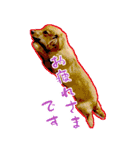 ポチ byY（個別スタンプ：6）