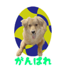 ポチ byY（個別スタンプ：9）