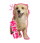 ポチ byY（個別スタンプ：14）