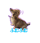 ポチ byY（個別スタンプ：22）