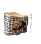 マルプーのアルくん3（個別スタンプ：10）