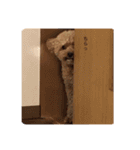 マルプーのアルくん3（個別スタンプ：26）